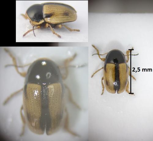 Réf. 185 882 : Cryptocephalus pygmaeus